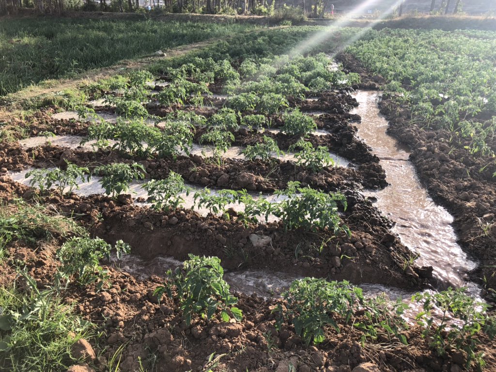 In awe of this daily appreciation and commitment: no water, no life.  #Ethiopia