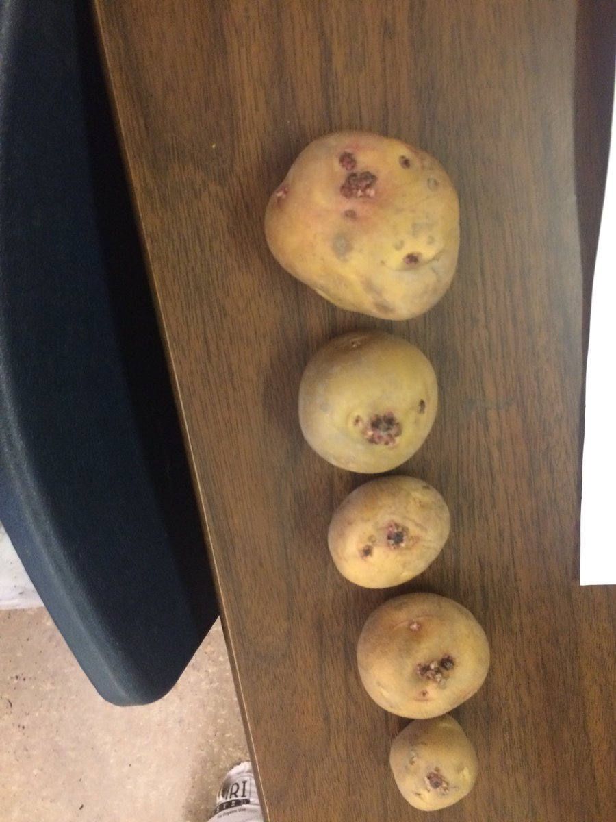 Lots of excitement for our newest garden project. Many classes have planted potatoes!  Will they look different in two weeks? #spudsintubs