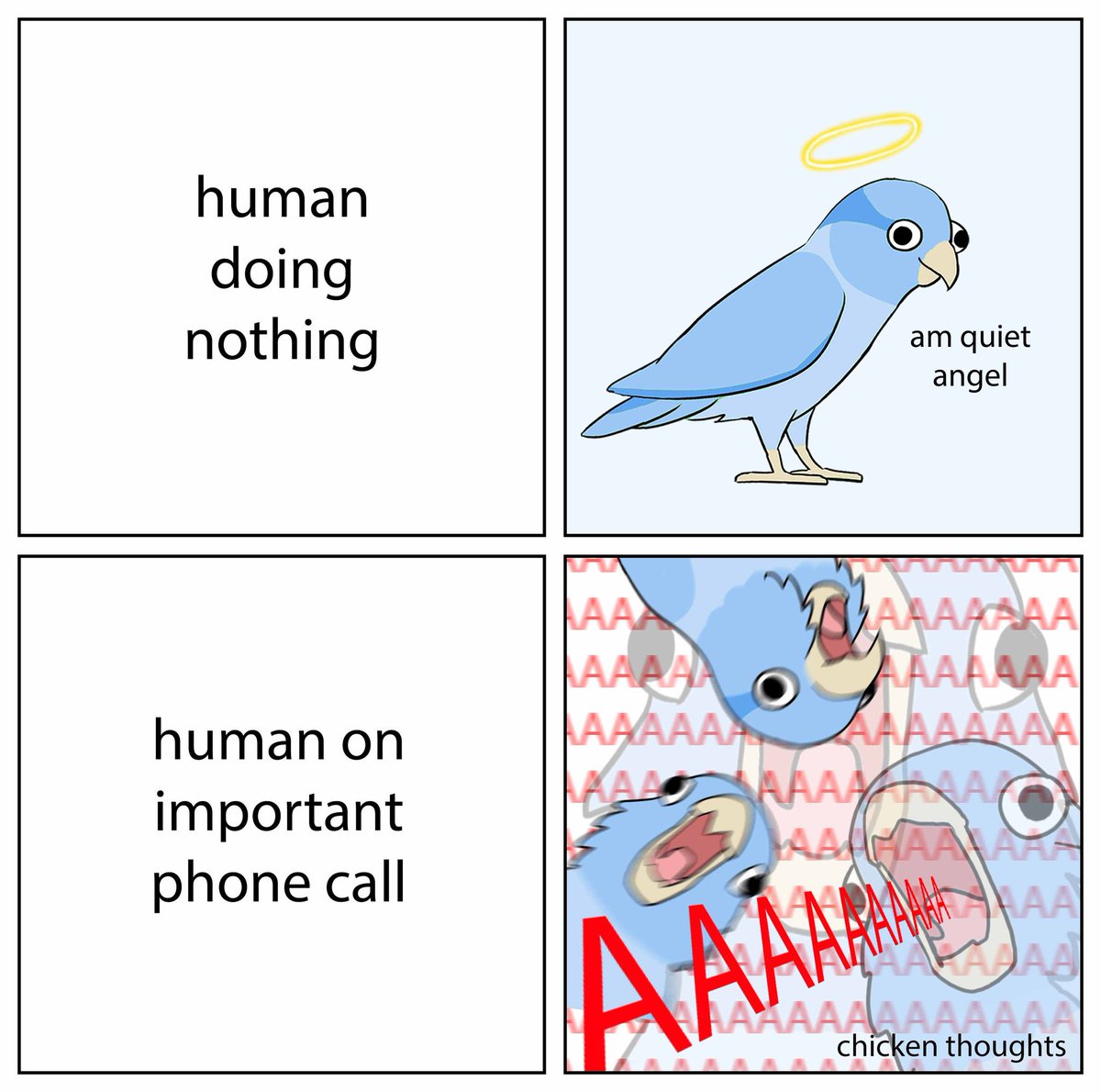#birb 