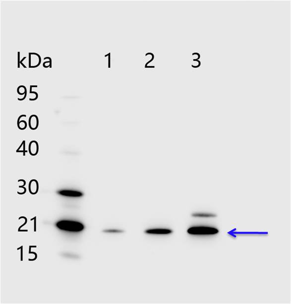 PhytoAB (@phytoab) on Twitter photo PhytoAB has the PHY0062A antibody for PsbS, the immunogen is KLH-conjugated synthetic peptide derived of PsbS from Arabidopsis thaliana AT1G44575. We also have PHY0345 for the same protein. For more species homologues information, please contact tech support at tech@phytoab.com. PhytoAB has the PHY0062A antibody for PsbS, the immunogen is KLH-conjugated synthetic peptide derived of PsbS from Arabidopsis thaliana AT1G44575. We also have PHY0345 for the same protein. For more species homologues information, please contact tech support at tech@phytoab.com.