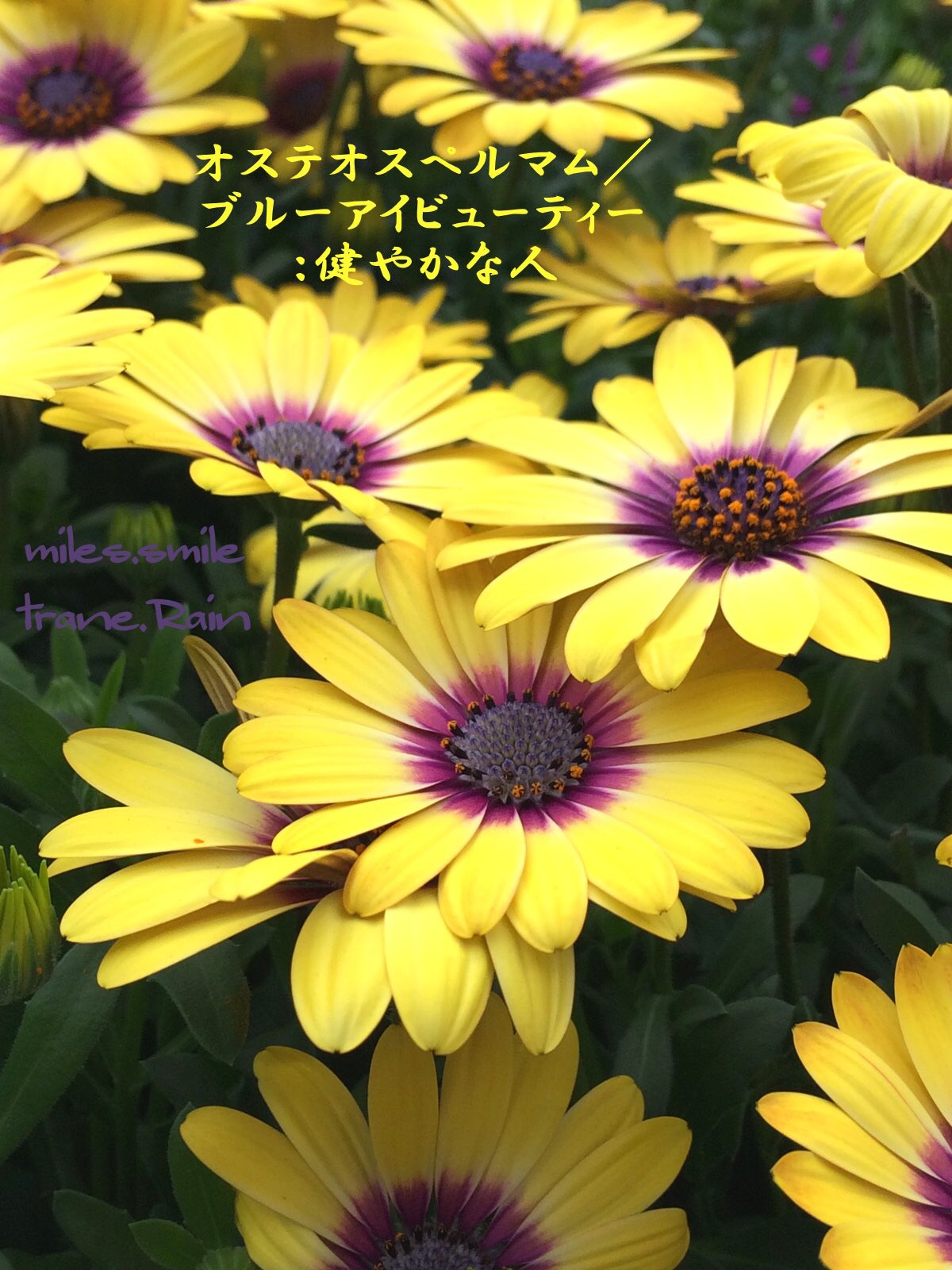 ブルーアイビューティー Twitter Search Twitter