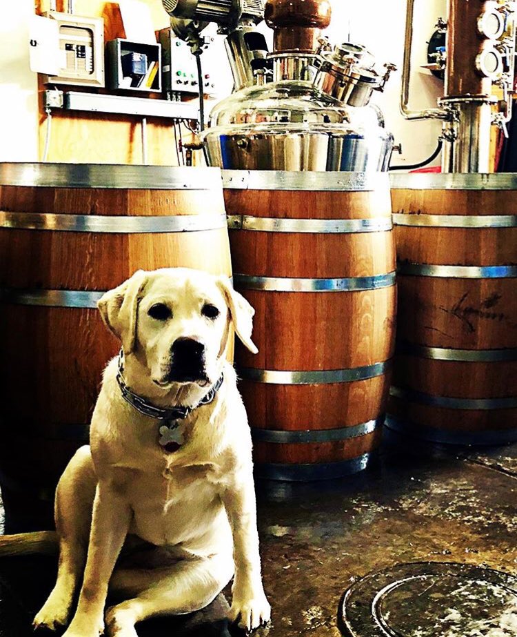 humcraftspirits's tweet photo. Thinking good thoughts for our sweet little Ryelee, who’s having some work done to her knee today. We know she can’t wait to get back to patrolling the distillery - get well soon, Pup Pup! #RedwoodRyelee #distillerydog https://t.co/2IE3z7HWiq