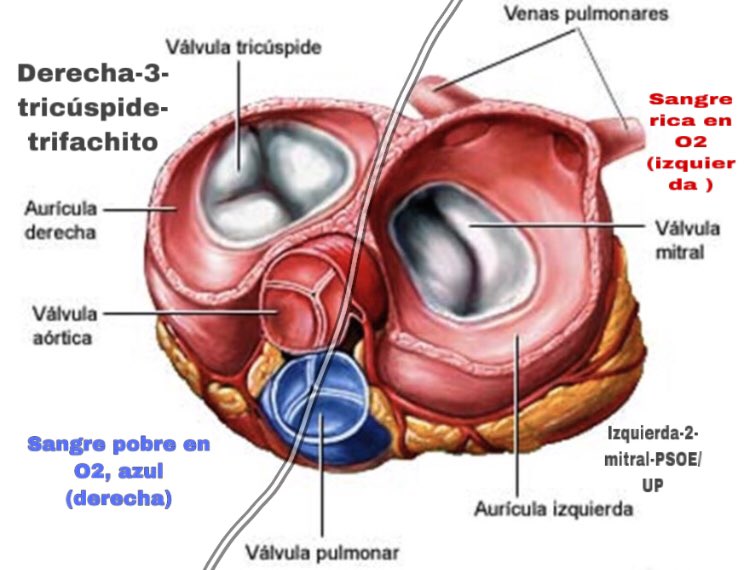 LauraGValcarce's tweet photo. No sé, llamadme radical de izquierdas 😌 pero a mi esta regla mnemotécnica me ha servido para estudiar estas últimas semanas, para recordar en que lado está situada cada válvula cardiaca, para saber el tipo de sangre (venosa/arterial)...
Ahí os la dejo opositores! #OposicionesON https://t.co/6rCclxmNd2