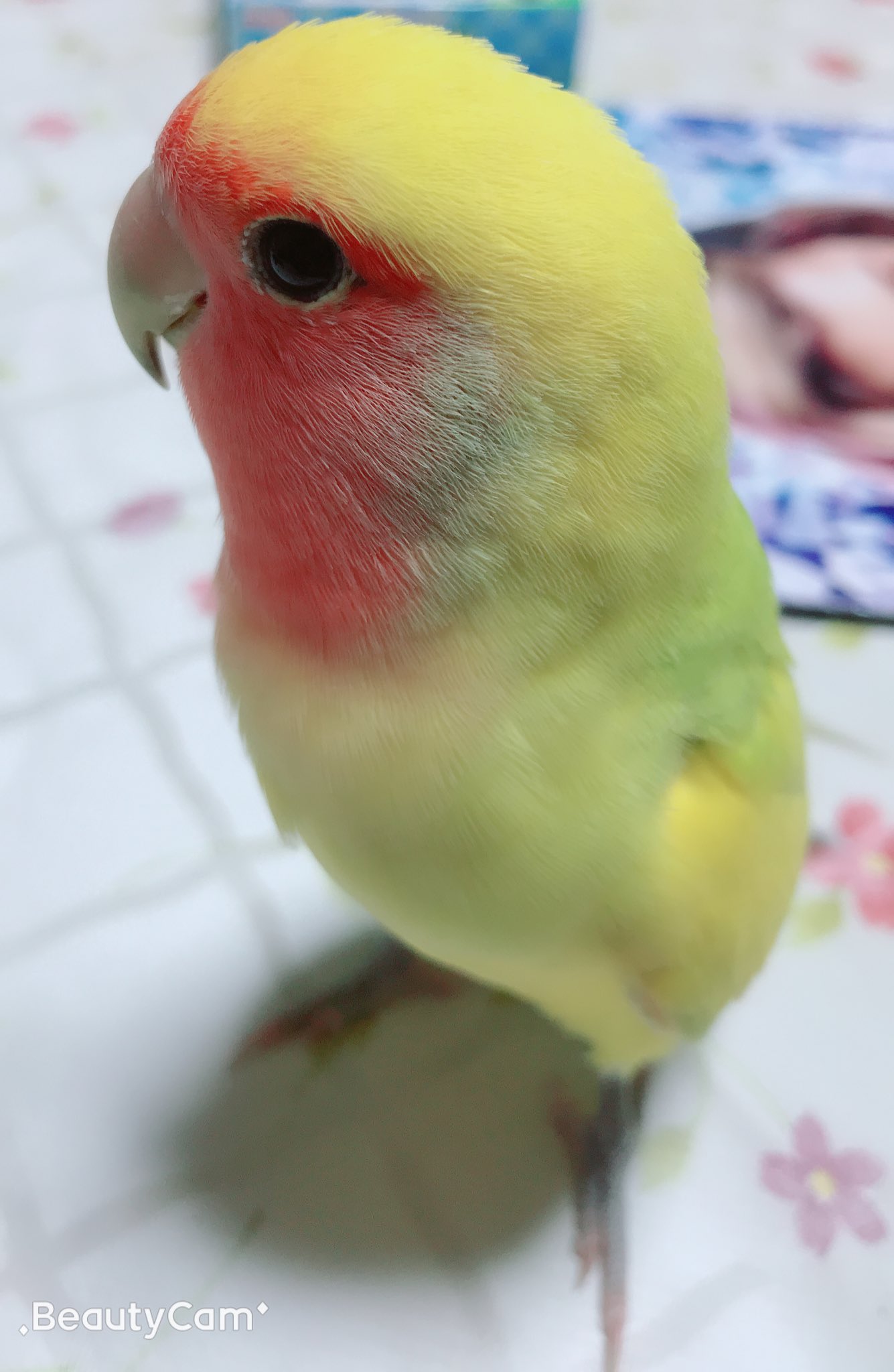 桜インコ Twitter Search Twitter