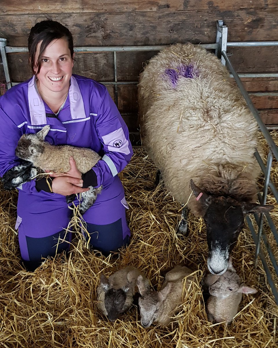 VickyDimond_97's tweet photo. We had 12 set of Quadruplets born from Jan to now. Not all born alive but 7 sets quads have survived. We normal would get odd one set of 4 but not 12 . Crazy year lambing it's been so far.👍🐑 Wearing the new women's coveralls from @3donkeysltd #Lambing2019 #sheep365 https://t.co/ui2sTNBTKh