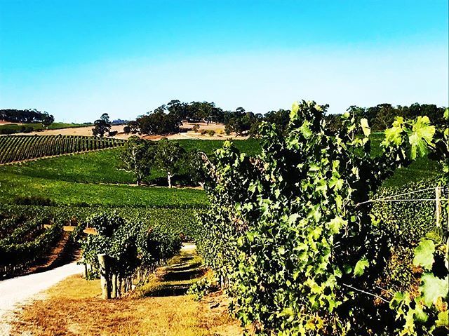 What. 
A. 
Day. 
Come and visit!! #AdelaideHills #AdelaideHillsWine #SouthAustralia ift.tt/2VXDJEg