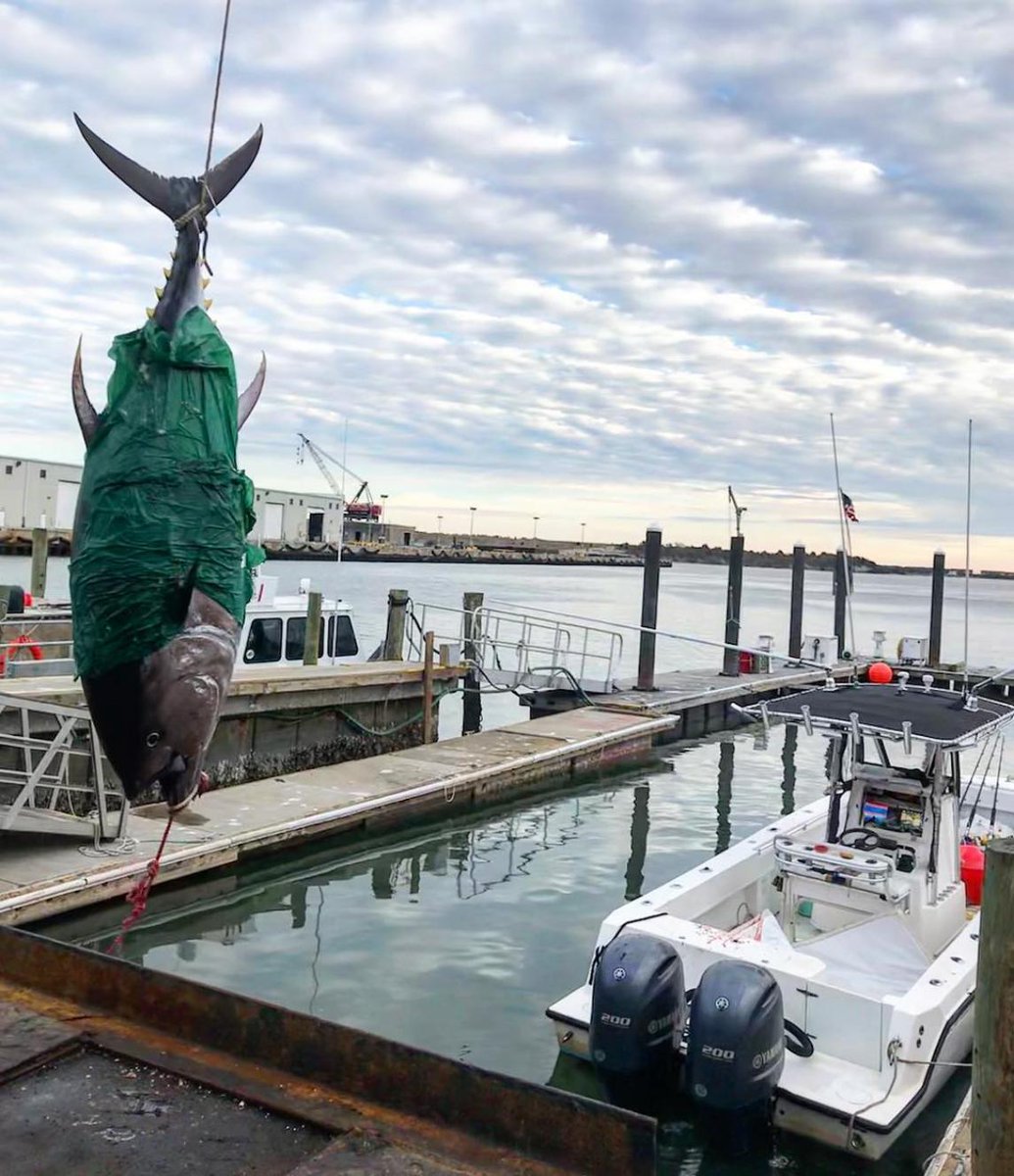 CoastalFishingC's tweet photo. Time to get out there!
.
#coastal #coastalfishing #coastalrod #coastalproteam #tuna #tunarod #freshrod #offshore #inshore #offshorerod #bluefin #bluefintuna #tunafishing #fishinglife https://t.co/JLgaeub2pp