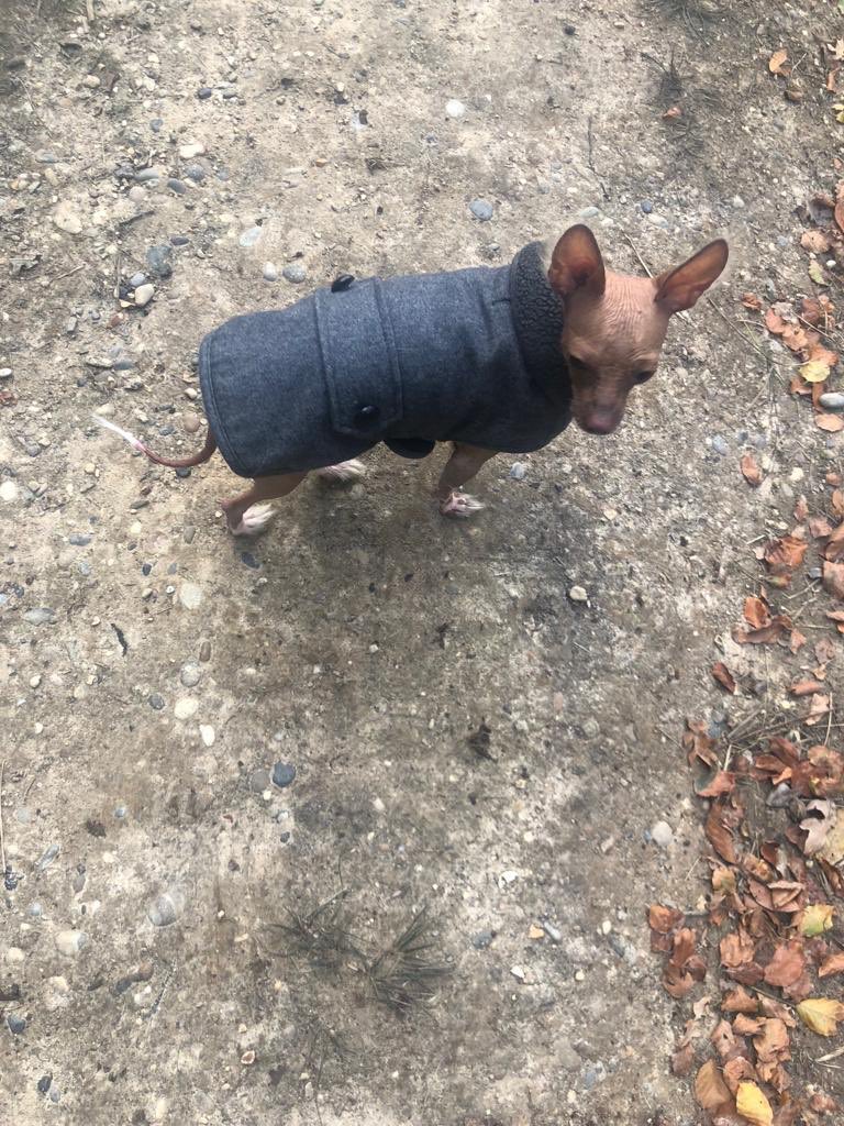 Barking Mad Productions 🐶 tweet media