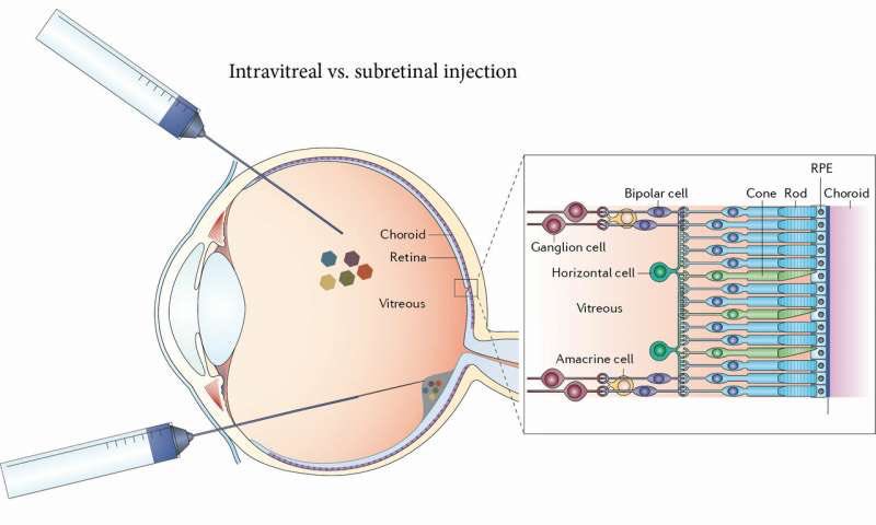 ajitjohnson_n's tweet photo. With single gene insertion, blind mice regain sight. Neuroscientists targeted ganglion cells and delivered them with a gene for green opsin, and made the normally blind ganglion cells sensitive to light. https://t.co/zjAZCnA0kW https://t.co/NcQA0mTM3q