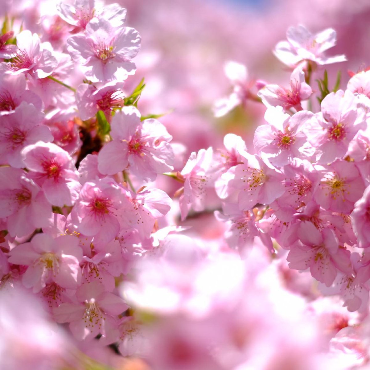南千住の汐入公園の早咲きの河津桜です。 歩いていると満開には早い