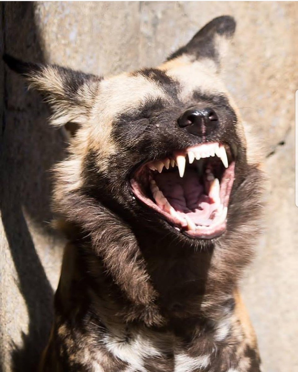 don_agharkar's tweet photo. When your teacher cracks a lame joke..but you still need to pass the course..so laugh I forgot to funny.. #gradschool #memgineer #studentlife #loveanimals #laughter #cincinnatizoo #closeenoughtocare https://t.co/MzCTicbZQm