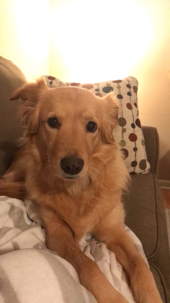 Brookempiper's tweet photo. @itstatyannag Charlie feels victimized. https://t.co/oZmimXeqsd