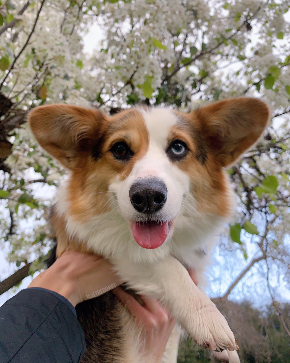 maethecorgi's tweet photo. A girl’s favorite text
“Wanna go eat?”
#happyhourtime https://t.co/KzZh4pSFH8