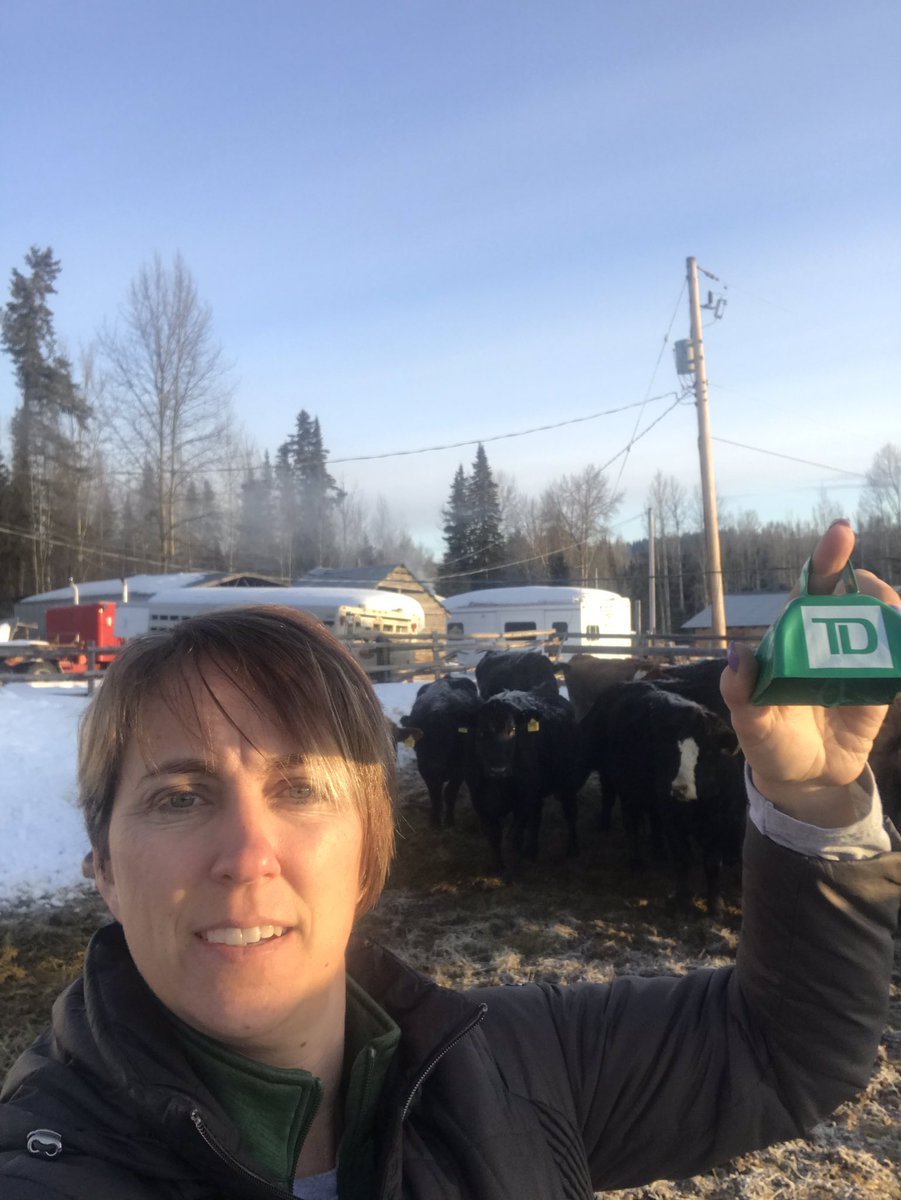 When you have a TD cow bell and cows, it seems you should put them together!! #tdproud #workingofffarm #cariboocattleranching