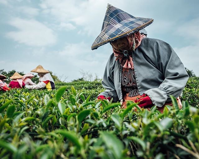 yoheis's tweet photo. Xiong Kong Tea Plantation in Sanxia District, Taiwan. We were lucky to be able to see tea picking in action as there is a week or longer gap between each harvesting session. This is also one of the fewer farms that still does tea picking by hand as oppos… https://t.co/qJhaTH91Dx https://t.co/uMaH22fZcS