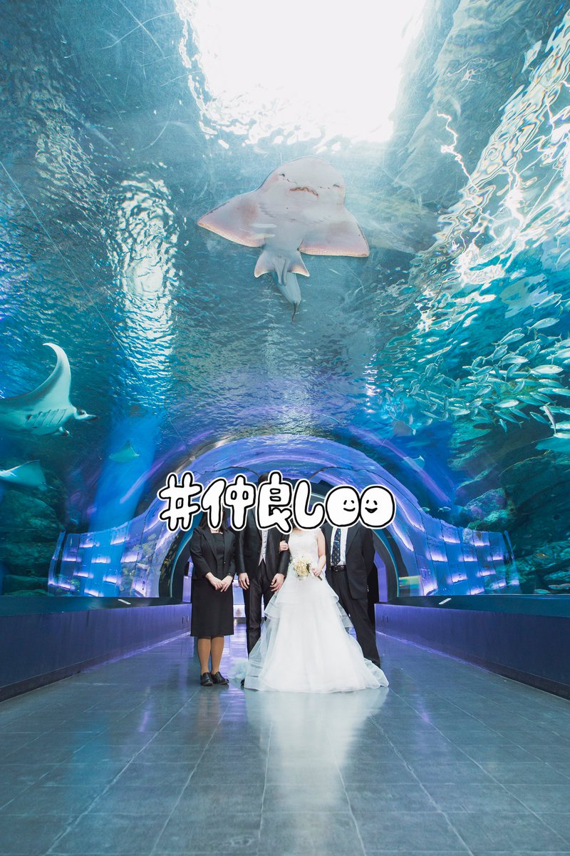 Chima Chima On Twitter 動物たちが良い仕事してくれたシリーズ イルカにタッチはアンク デビットカメラ目線 シノノメサカタザメさんが良いところに アクアパーク品川 水族館ウェディング