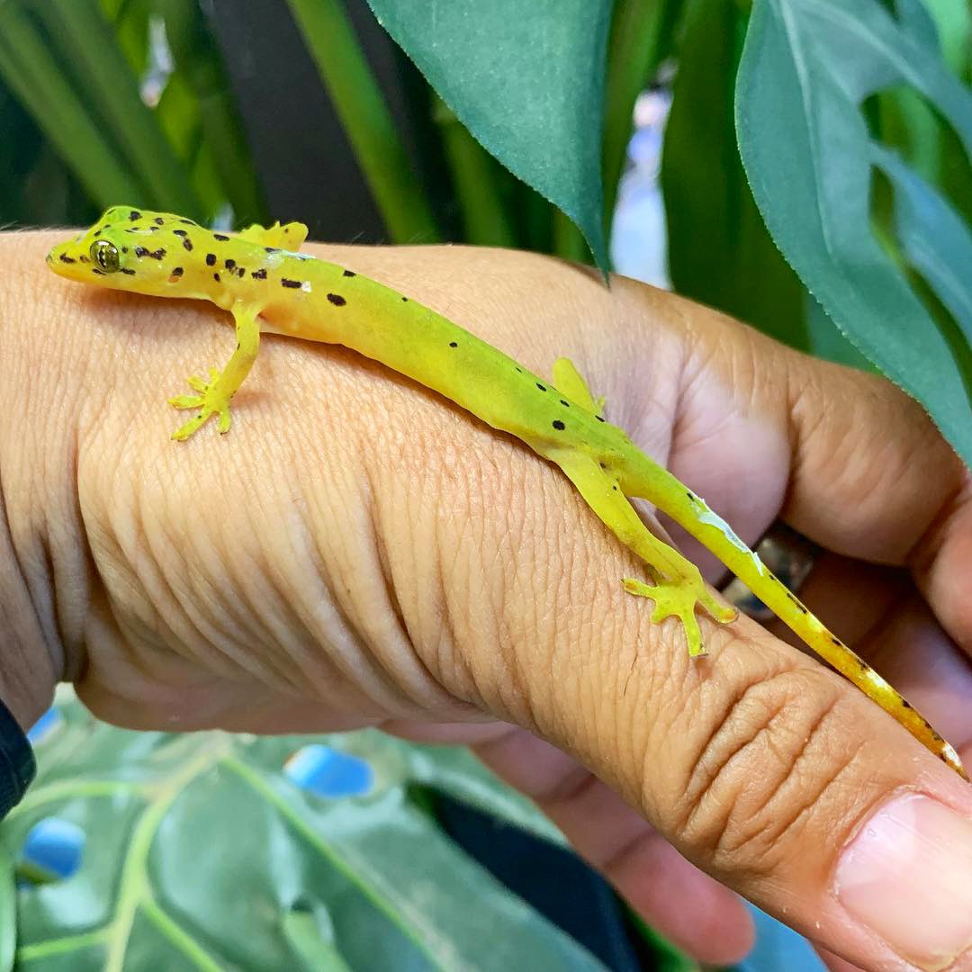 衝撃的！まだいるもんですね！ フィリピンの切手のモチーフにもなっ