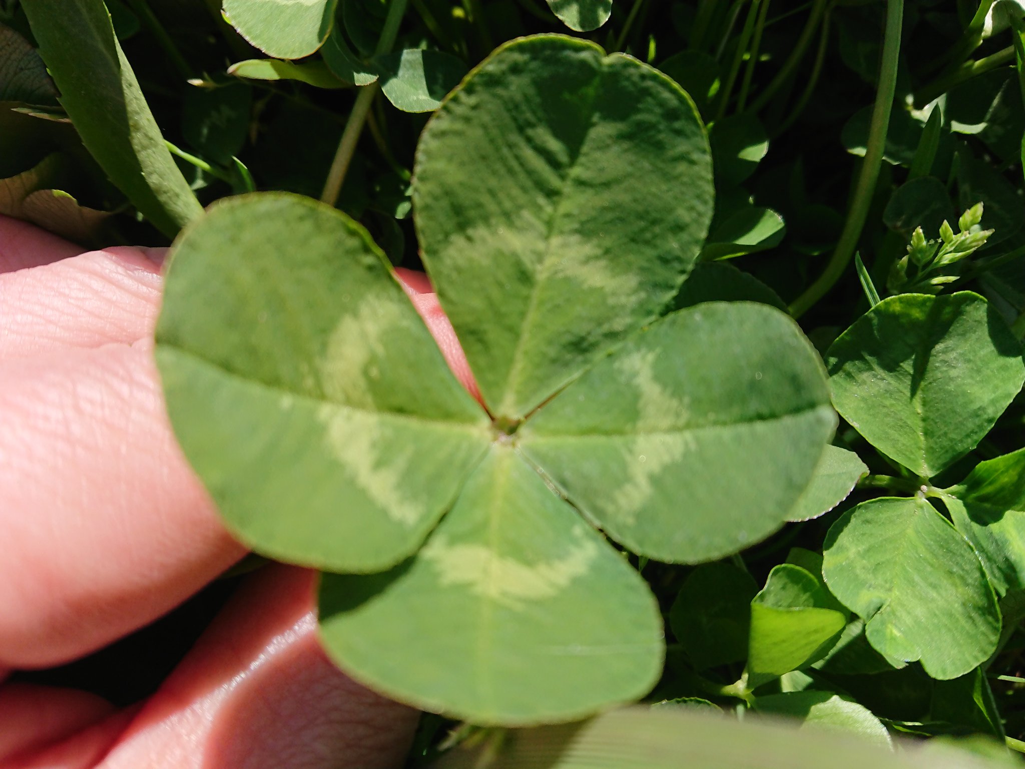 五つ葉クローバー Twitter Search Twitter