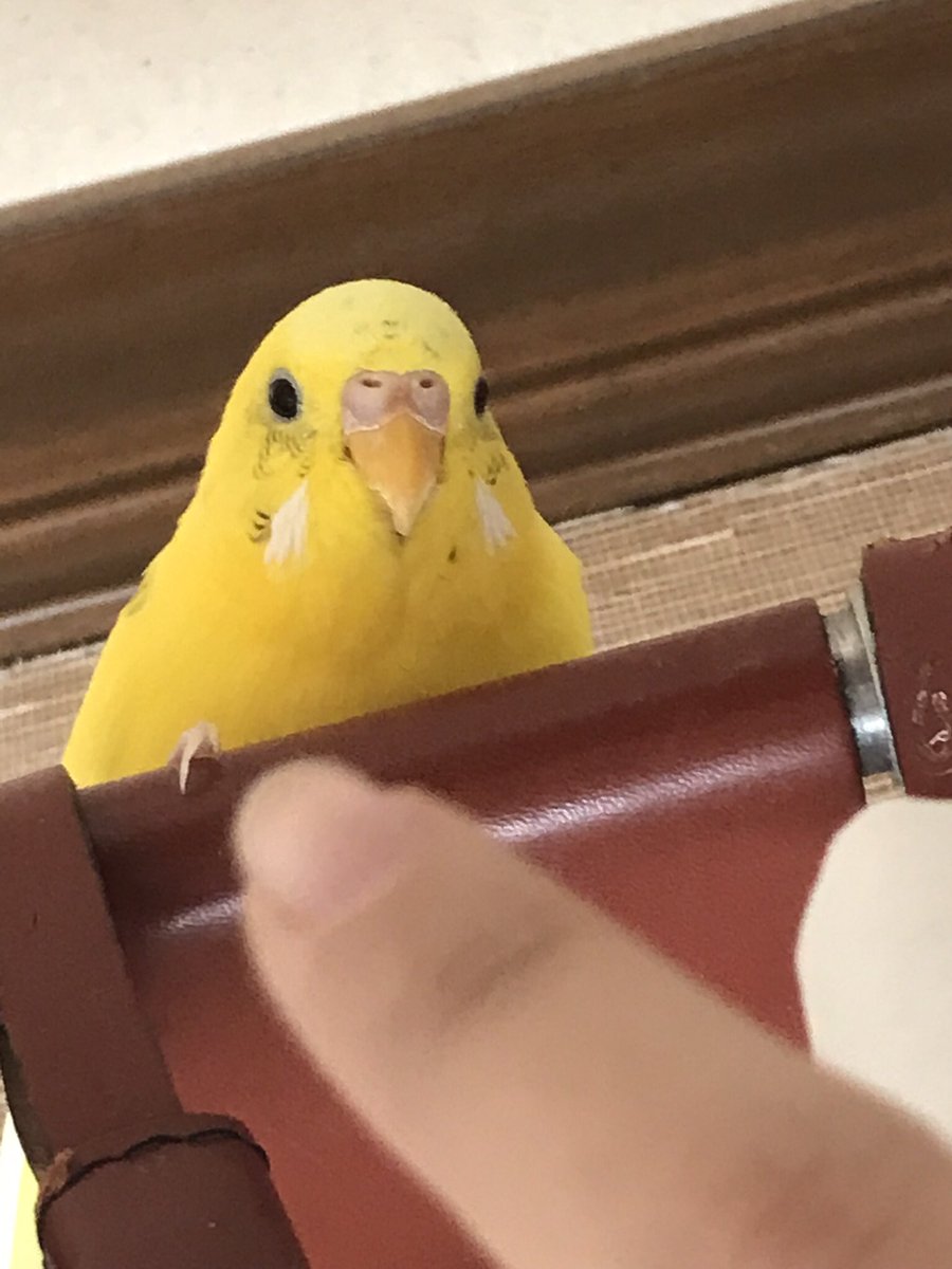 Mugitha2's tweet photo. ご報告
久々の投稿ですが、悲しい報告です。
セキセイインコのぴーたんが昨日の朝天国に行ってしまいました。ぴーたんは賢く優しい鳥さんでした。 https://t.co/NND4emJuWX
