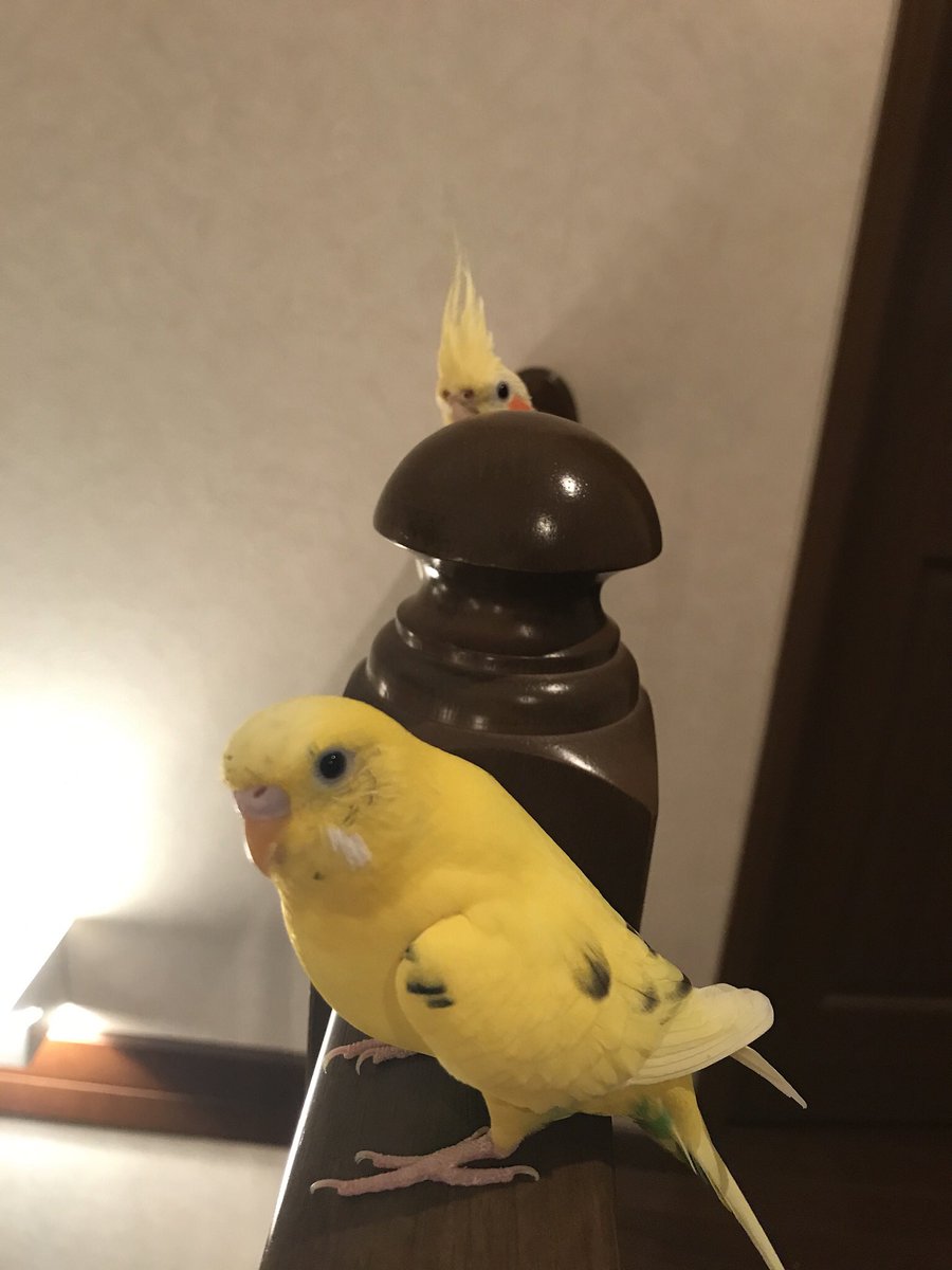Mugitha2's tweet photo. ご報告
久々の投稿ですが、悲しい報告です。
セキセイインコのぴーたんが昨日の朝天国に行ってしまいました。ぴーたんは賢く優しい鳥さんでした。 https://t.co/NND4emJuWX