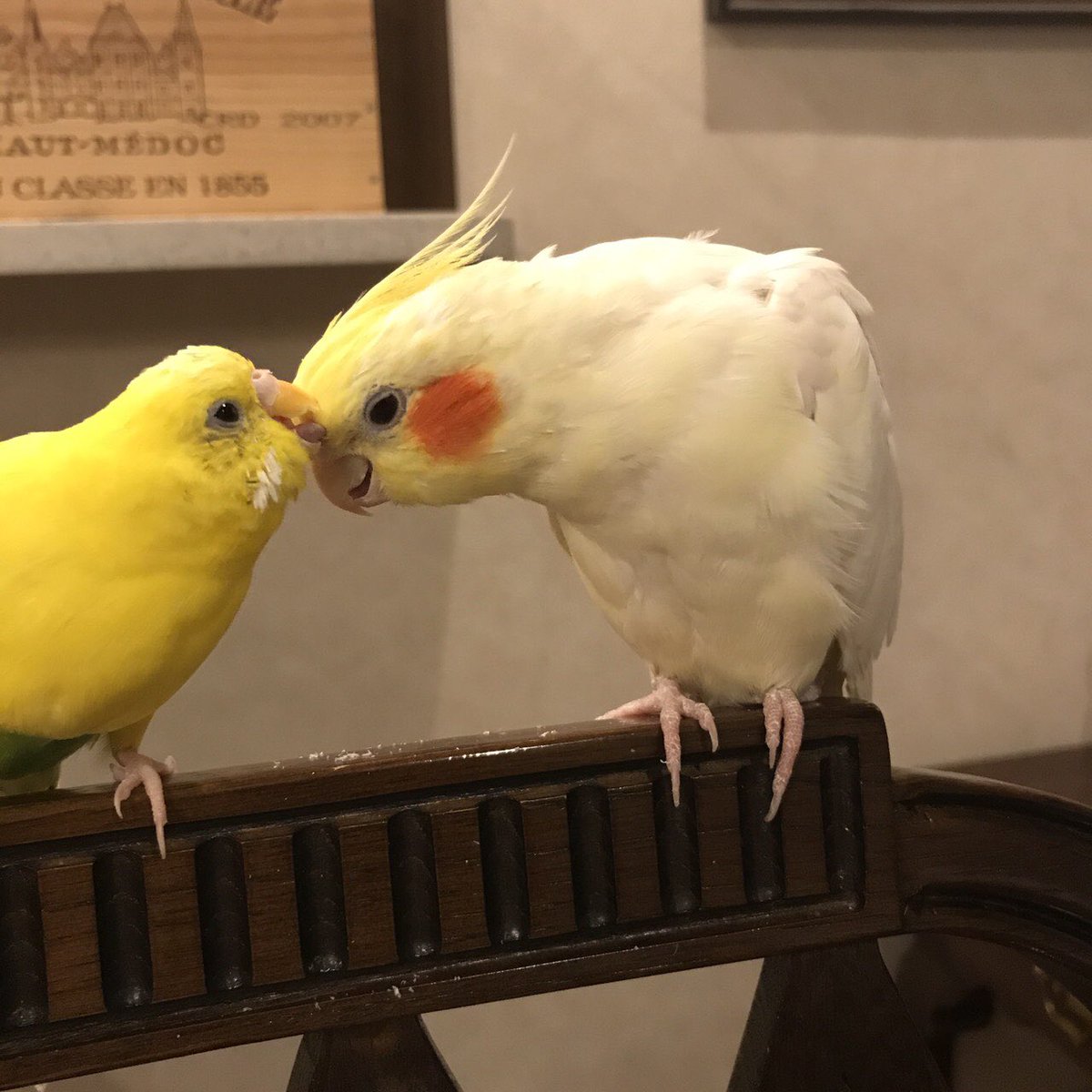 Mugitha2's tweet photo. ご報告
久々の投稿ですが、悲しい報告です。
セキセイインコのぴーたんが昨日の朝天国に行ってしまいました。ぴーたんは賢く優しい鳥さんでした。 https://t.co/NND4emJuWX