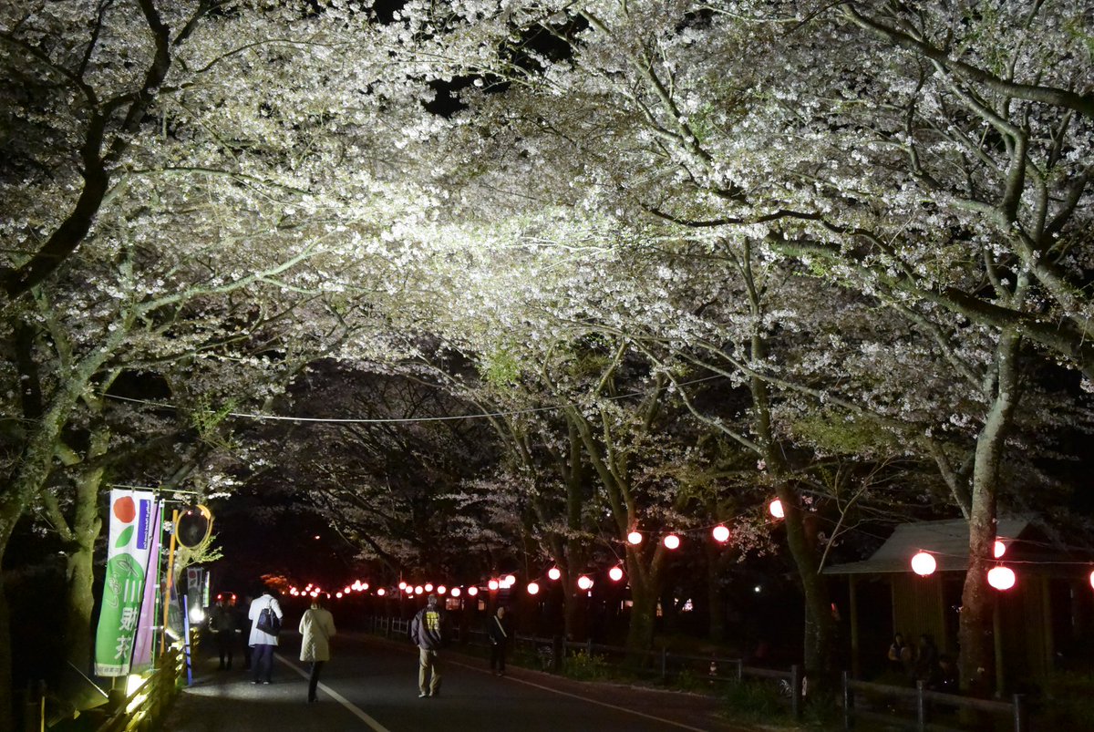 daitetsuSL's tweet photo. 【3/30(土) 一夜限りの「夜桜SL」】
残席わずかです！今年は開花が早そうで3/30に見頃を迎えそうとのこと。SLに旧型客車・お座敷車・展望車を連結した専用列車で桜の名所の家山駅まで移動し、緑地公園や桜トンネルを自由散策。お弁当とビールが付きますが持込も自由！
◎詳細｜https://t.co/hdKd8GydPL https://t.co/LVLCtxMHNz
