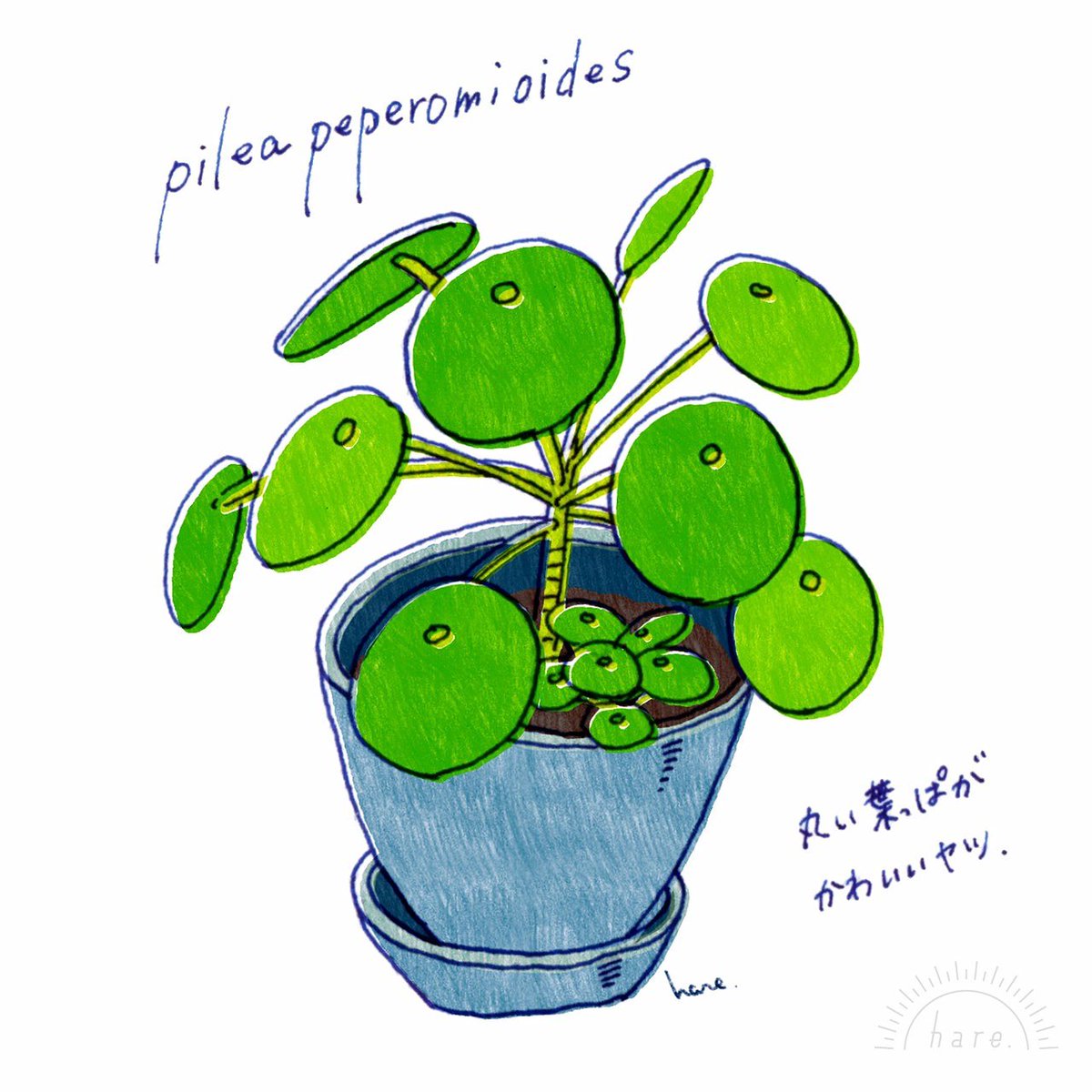 おくちはる イラスト デザインする人 我が家の観葉植物の中でも アイドル的存在の ピレアペペロミオイデス 大きくなりました イラスト Illustration Illustrate 絵 Drawing ピレアペペロミオイデス ピレア ペペロミオイデス Peperomioides