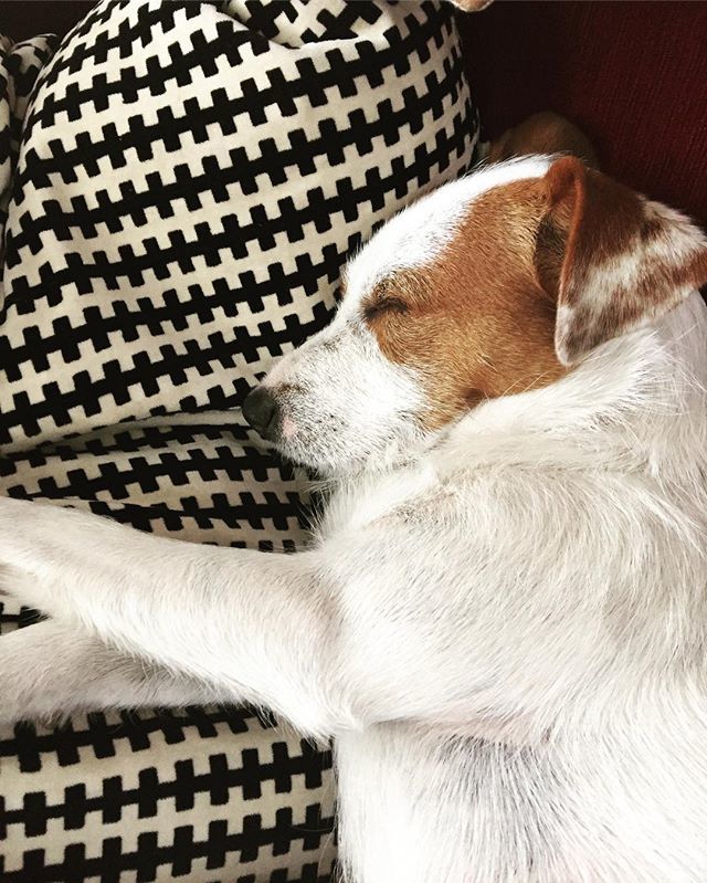 SimpleLivingBA's tweet image. Someone’s exhausted after a big beach walk #lightsoutbaby ift.tt/2HrJGX0