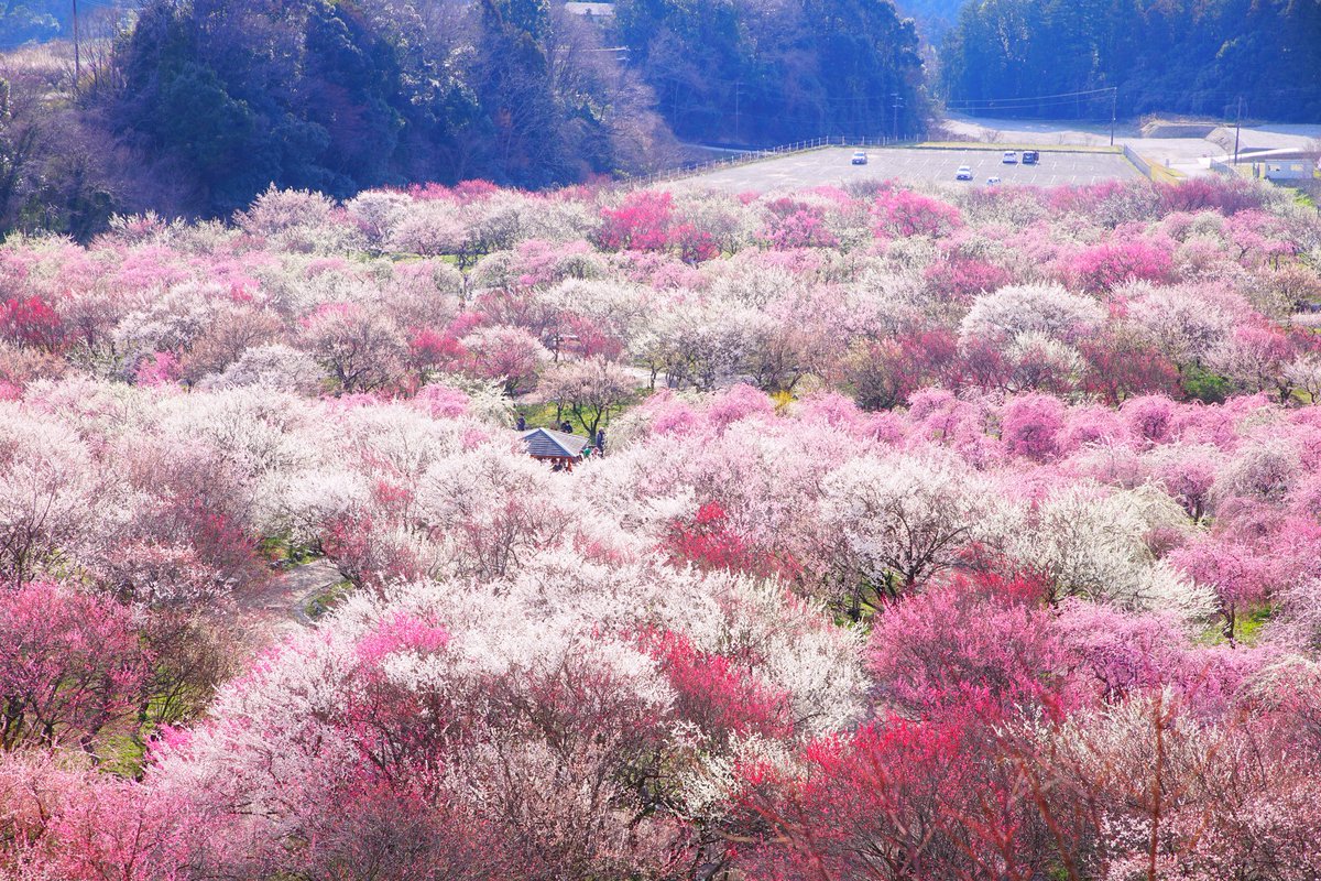 いなべ市梅林公園 いなべ市梅林公園
