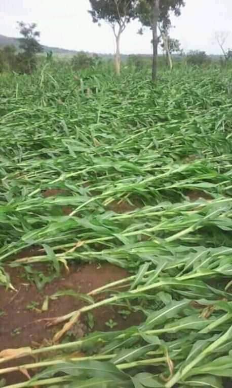 nickmangwana's tweet image. crops are not being spared #CycloneIdai