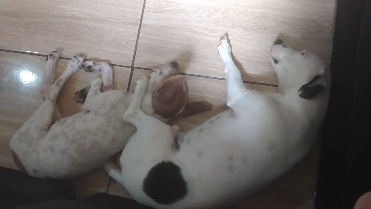 Shirlenerigolon's tweet photo. Amor de irmãos ... Bumer e Belinha #belinha #bumer #amorde4patas #bichodeestimacao https://t.co/p02wvN9pfr