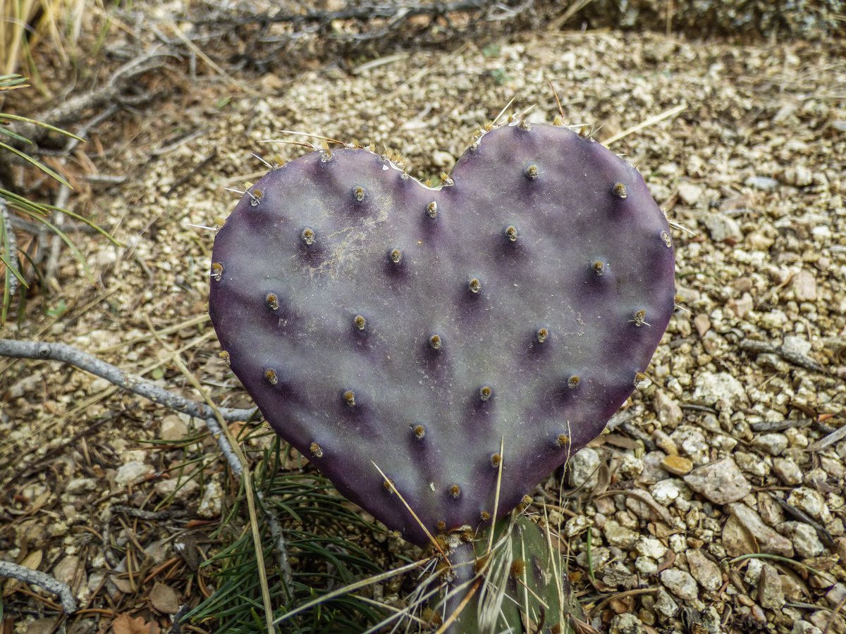 WaterWiseNM's tweet photo. Photo of the Day: purple prickly pear in Embudo Canyon near Albuquerque #PhotoOfTheDay #embudocanyon #embudotrail #sandias #albuquerque #newmexico #pricklypear #purpleheart #opuntia https://t.co/9pkYGNs2n2