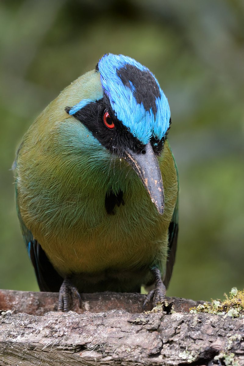 -¿Estas construyendo un nido?
**¿Porque lo preguntas?
-Tienes barro en el pico.
**Hmmm, me pillaste.
**¿Y ese aparato?
-Para ver tus detalles.
**¿Y podrán hacer zoom a la imagen?
-Claro que si.
**Feliz Sábado para todos.

(Especie: Barranquero. Hace su nido en Barrancos de barro)