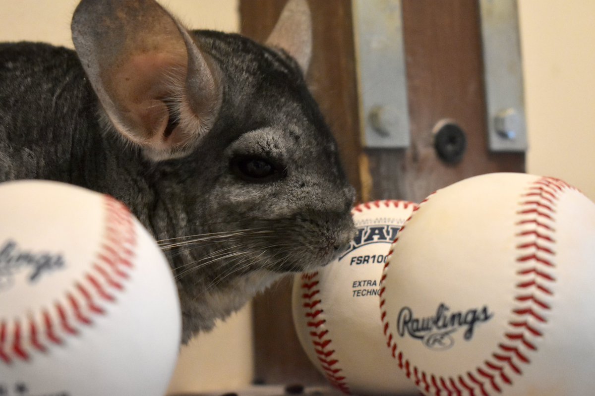Hattiesburg Zoo (@hattiesburgzoo) on Twitter photo What’s more fun than baseball and animals?! We are joining the William Carey baseball team for an afternoon of fun at Milton Wheeler Field—March 16th at 12pm!
⚾️We hope to see you there!
<a href="/CareyAthletics/">William Carey Athletics</a> What’s more fun than baseball and animals?! We are joining the William Carey baseball team for an afternoon of fun at Milton Wheeler Field—March 16th at 12pm!
⚾️We hope to see you there!
<a href="/CareyAthletics/">William Carey Athletics</a>
