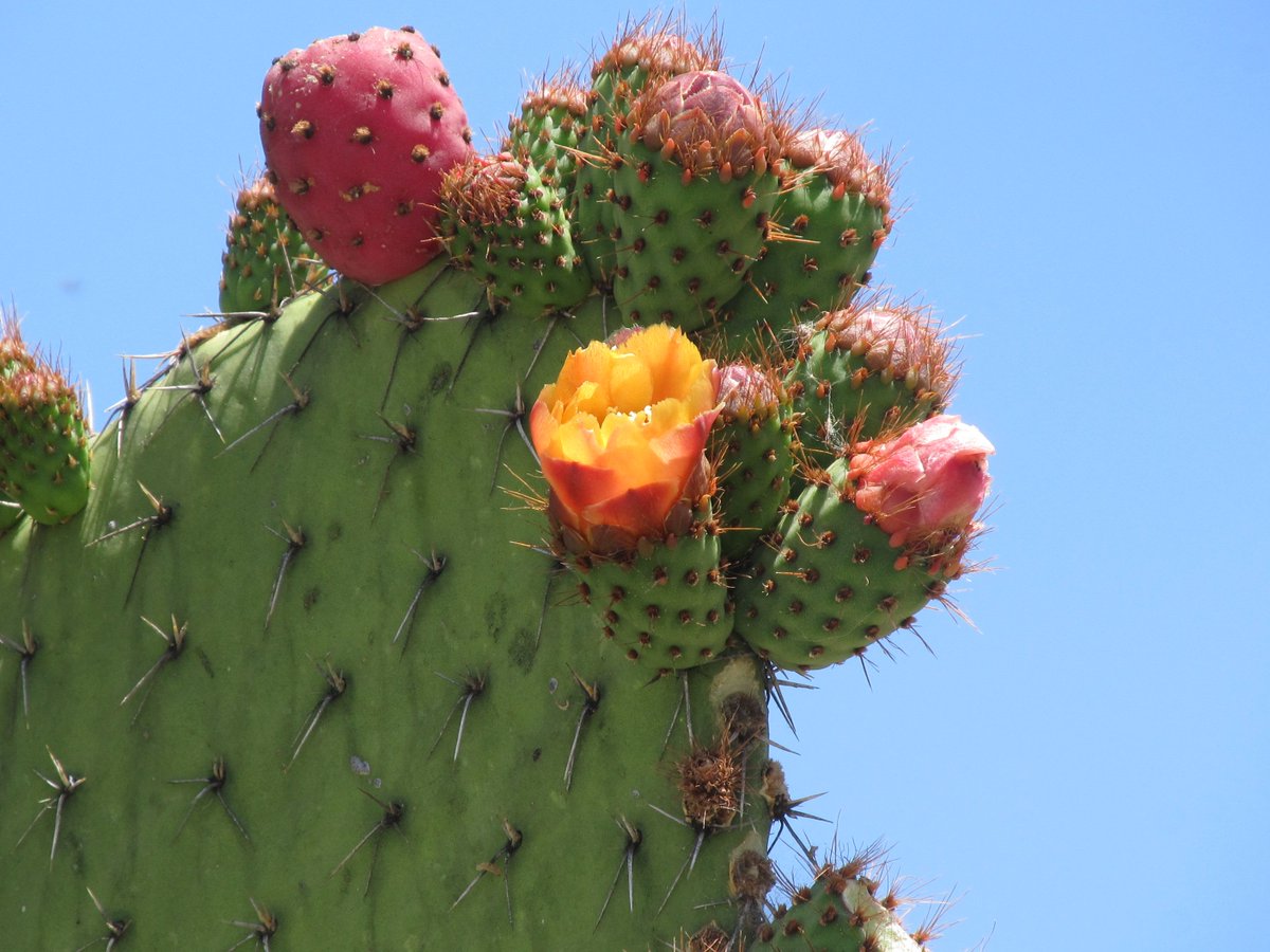 BlancheTours's tweet photo. #opuntia #flordenopal #yellowish https://t.co/wShAmpipgR