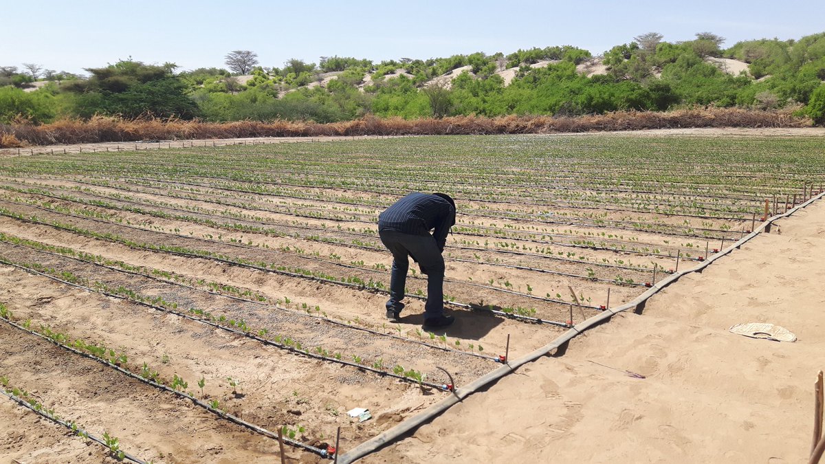 zabdi_chumba's tweet photo. Turning up the #Asals to food production zones. Proud of our work in Turkana county.  The county and national governments should take up over this interventions to ensure sustainability.
#Foodsecurityfirst. #zerohunger https://t.co/mpBmOSlBxw