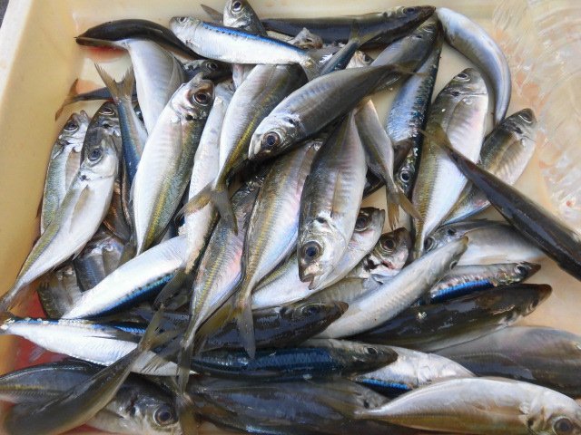 徳島県のサビキ釣り Twitter Search Twitter