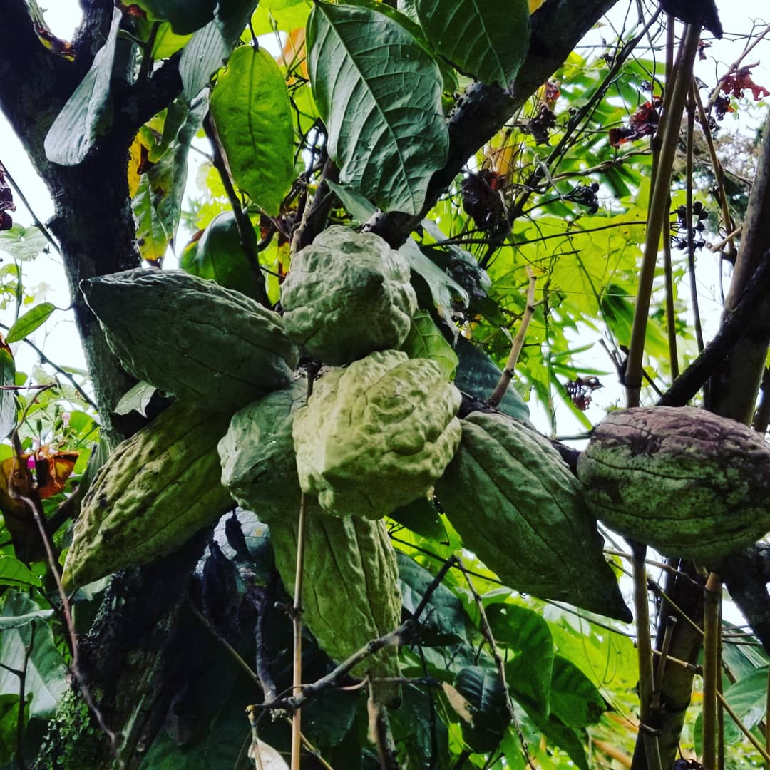 LoizaDark's tweet image. Cacao criollo at the Cubuy farm almost ready to pick. The white cotyledons are truly beautiful 😃🌱🌳♧♧♧
#cacao #criollocacao #cacaotree #cacaopods #chocolate #healthy #sustainableagriculture #agriculture #forest #loiza #loizadark #puertorico #forestry #trees 🌳 🍫