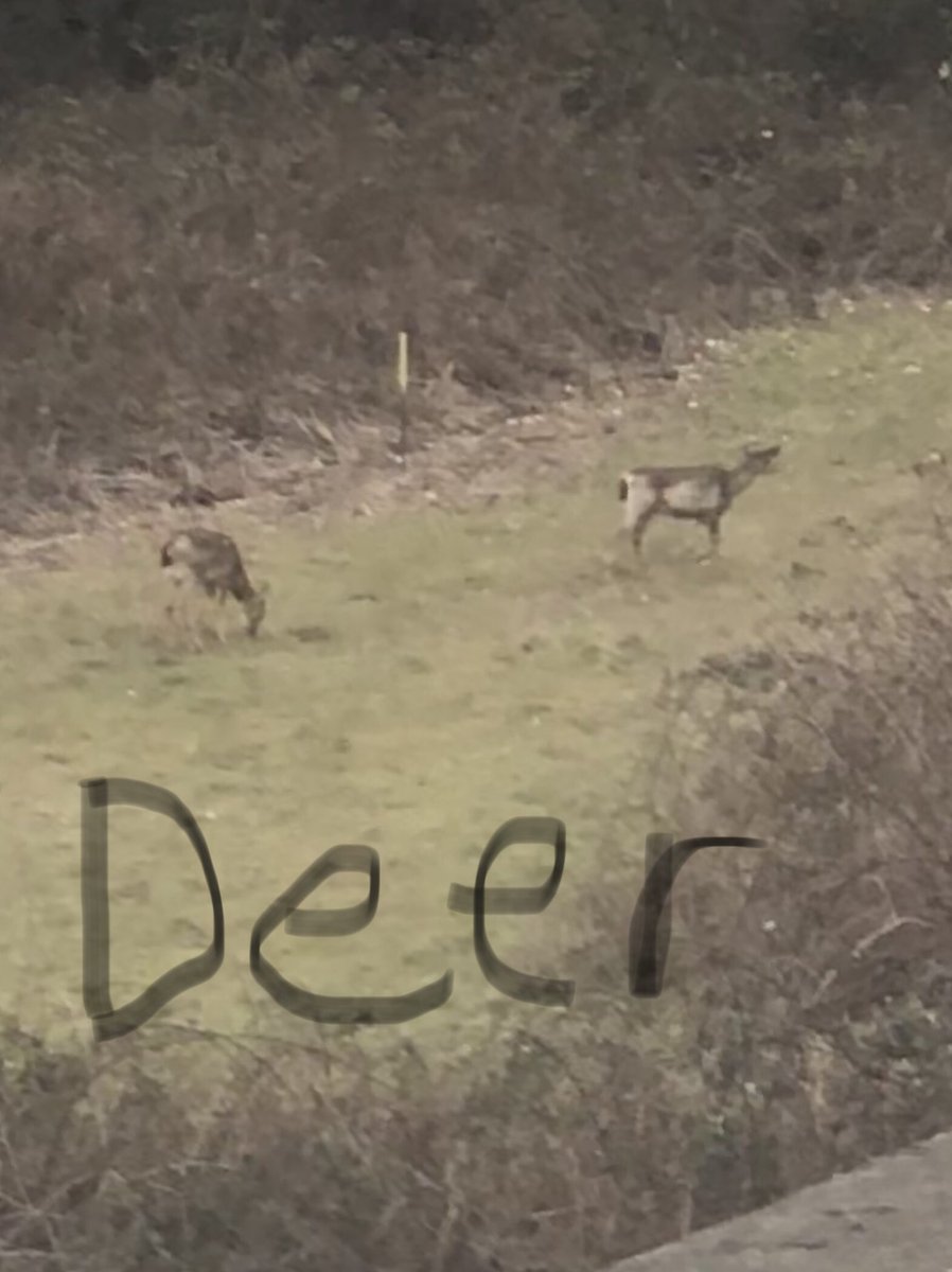 AEnghouse's tweet photo. Just a normal drive home from work #baldeagle #deer #nwvibes #lovetheNW https://t.co/ExTxXdMqDz