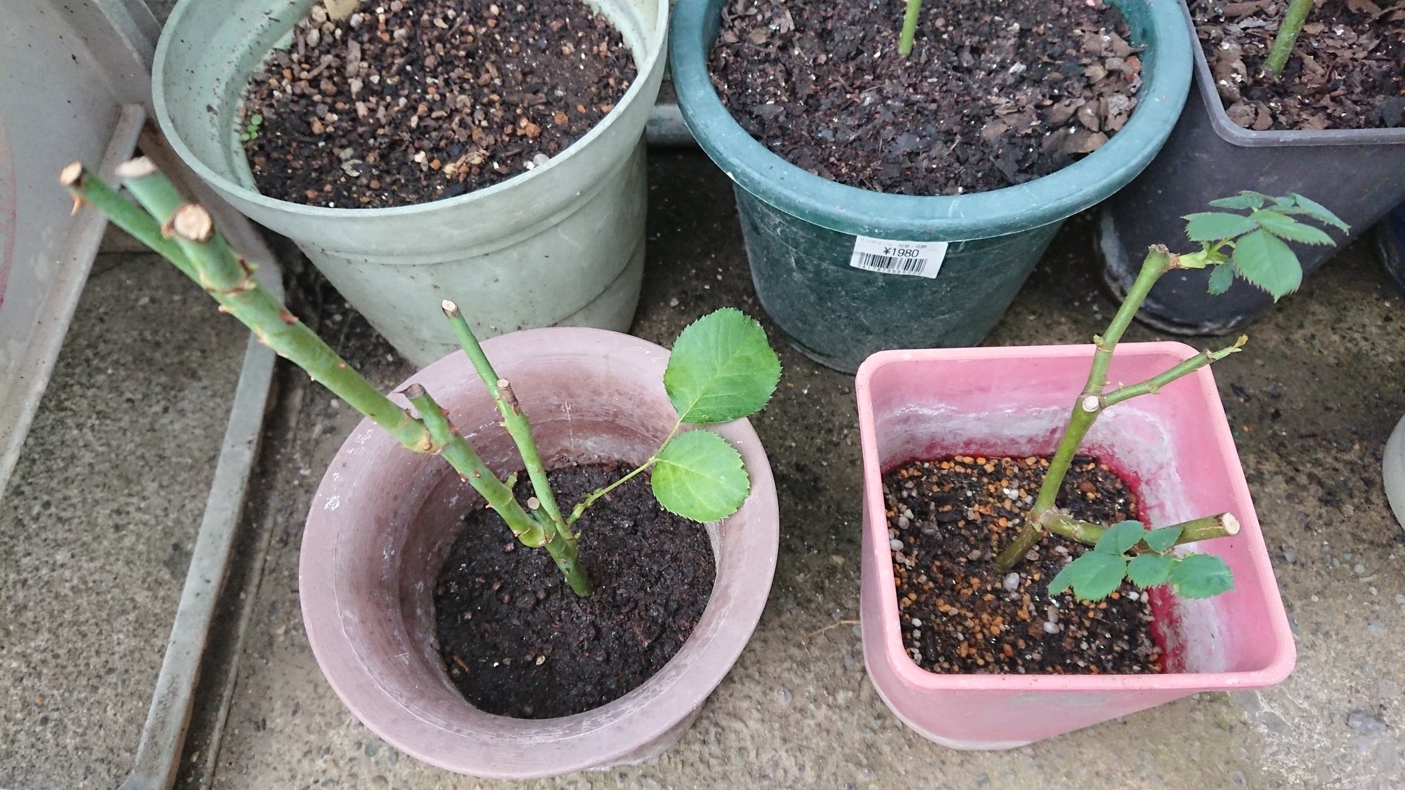 薔薇の挿し木 Twitter Search Twitter