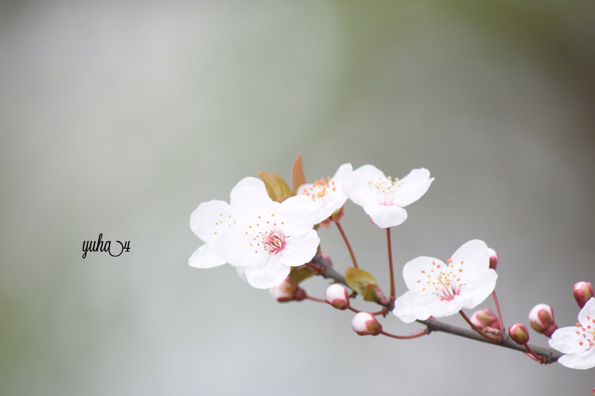 Yuha4 赤葉桜 花言葉は 甘い生活 あちゃー 上野恩賜公園を歩いて 遊さん歩 赤葉桜 花言葉 甘い生活 ファインダー越しの私の世界 T Co 7iqmdtmm26 Twitter
