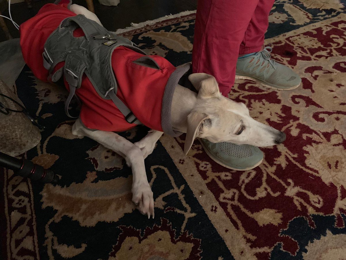 Isilda Almeida tweet media