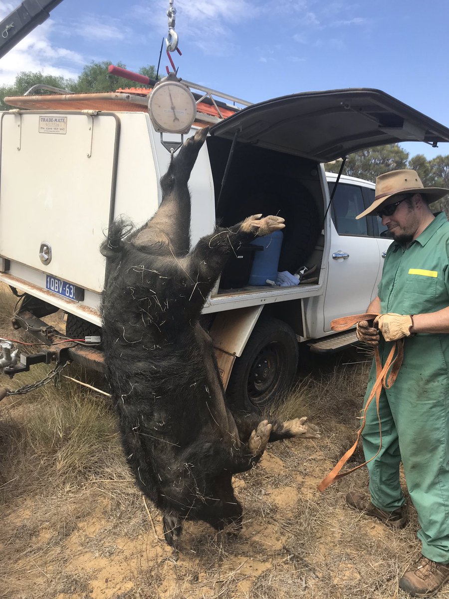 DPIRD people conducting research and work on identifying what the pigs are eating, pregnancy numbers, age amongst other things.  This male is estimated to be only 3 years old...