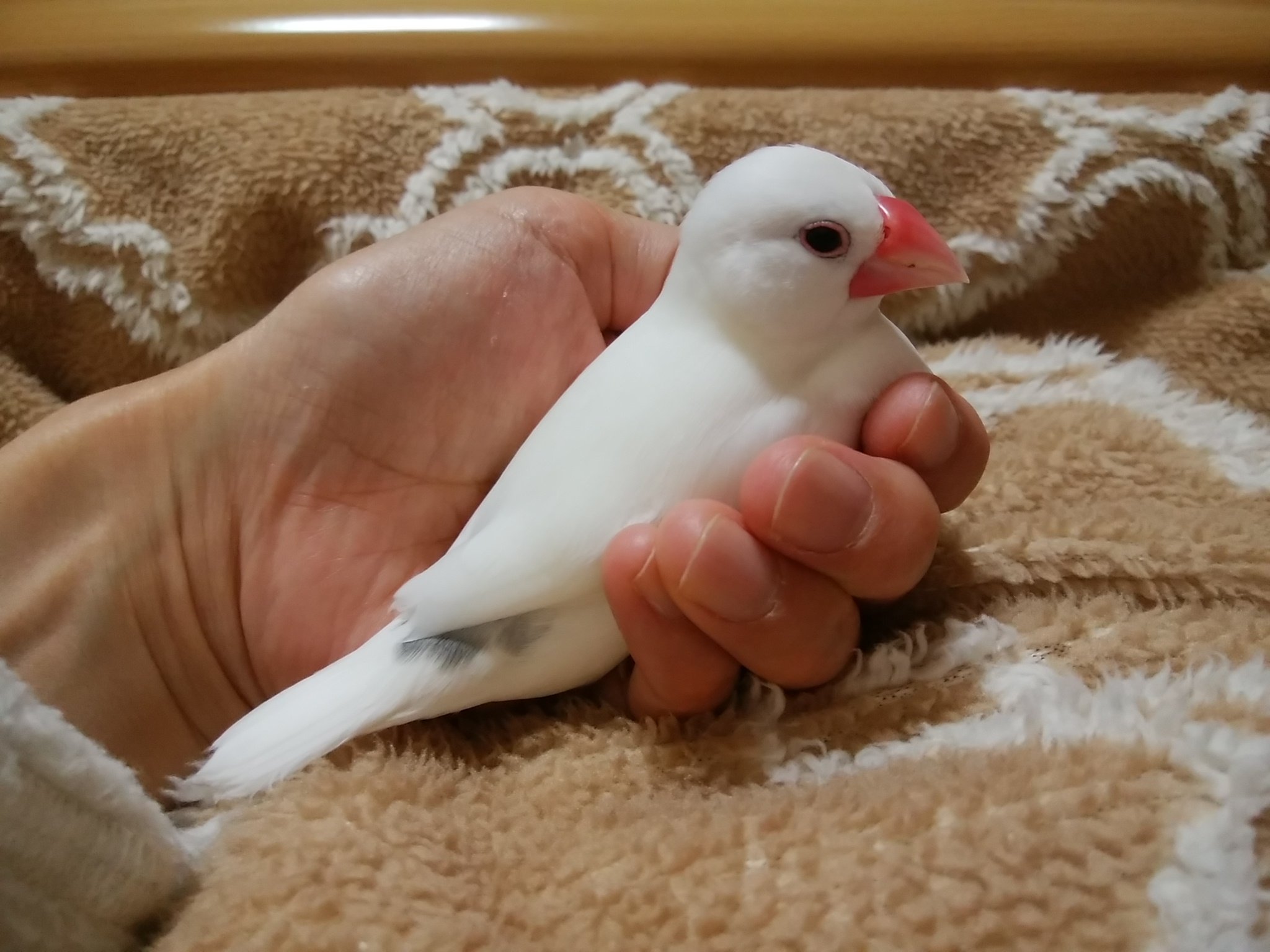 小鳥ちゃん❤ゆらゆらハーフハウス❤ミルクティー❤️インコ