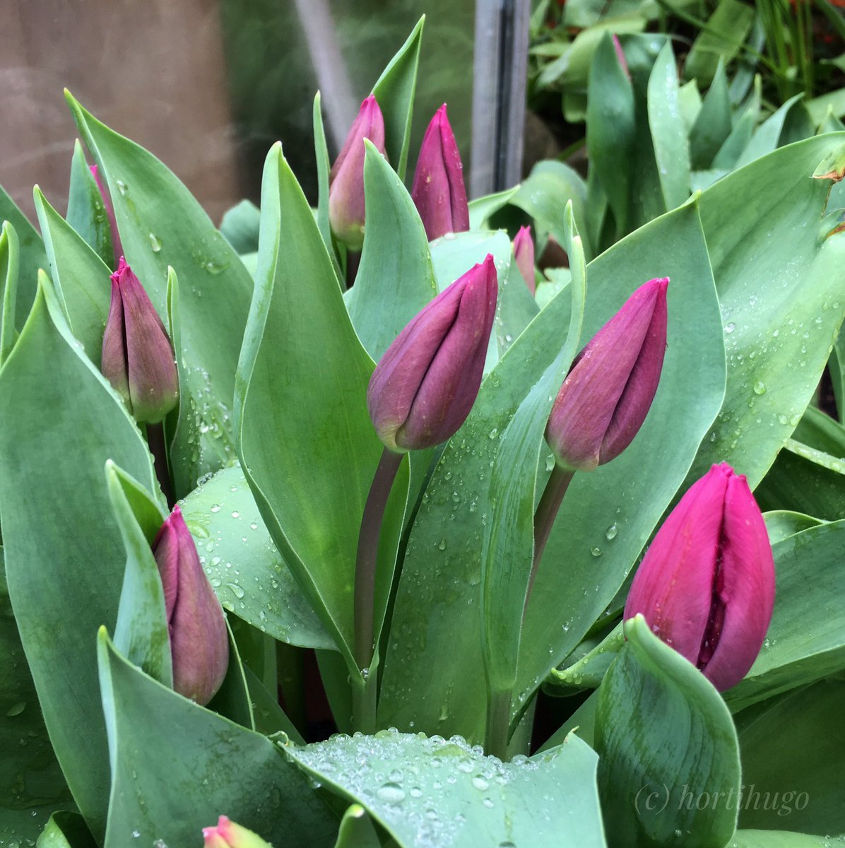 Even on a wet windy one like today there is plenty to enjoy (albeit from a distance), and as you can see from this photo, some of the tulips are carrying on regardless of weather  💛🌷🌷🌷💕 #TulipLove