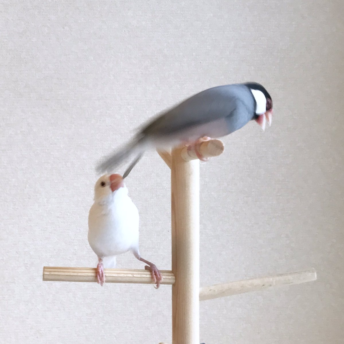 遊びたくて尾羽にちょっかい出してる