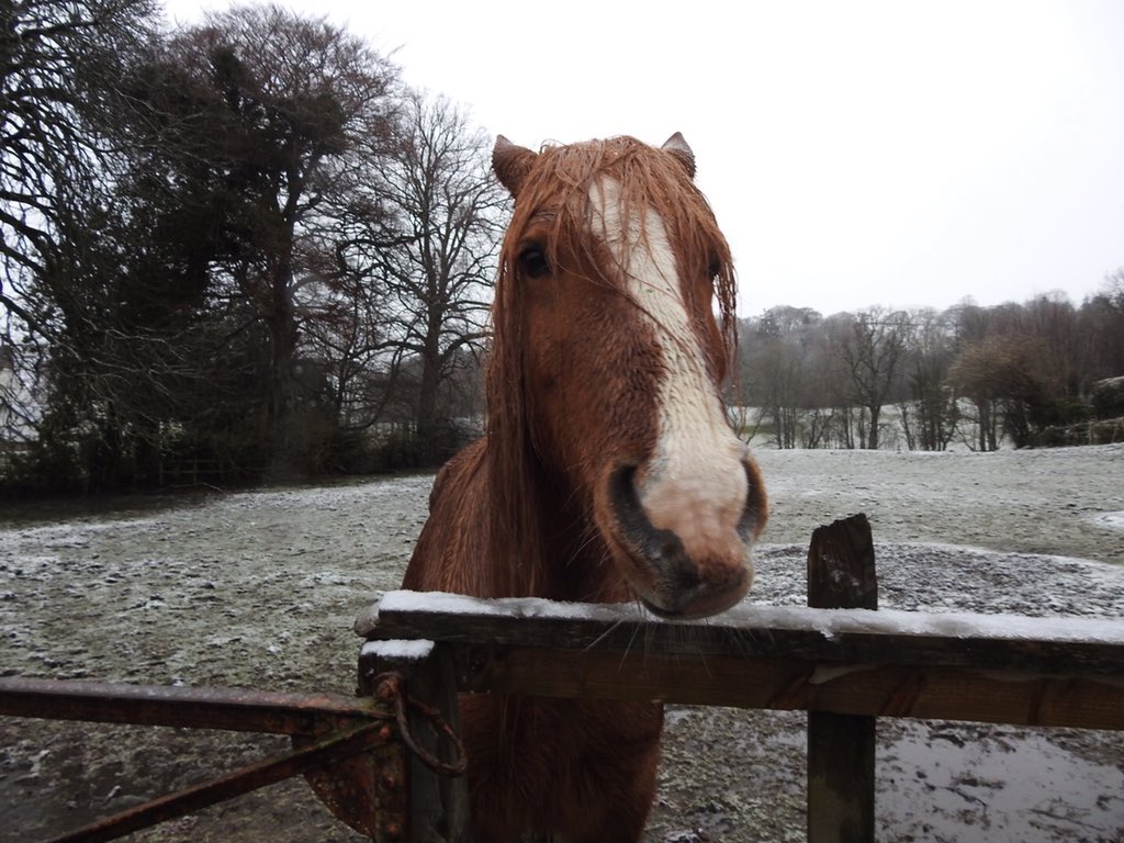 Marcus_Hogan's tweet photo. 📸Good morning..! Thanks for the apple but an umbrella would have been nice too..🌂
#photography #nikon #Scotland #snow #dreach #horse #pony #morning #amwriting #WritingCommunity ✍️ https://t.co/EIvfVyBh5B