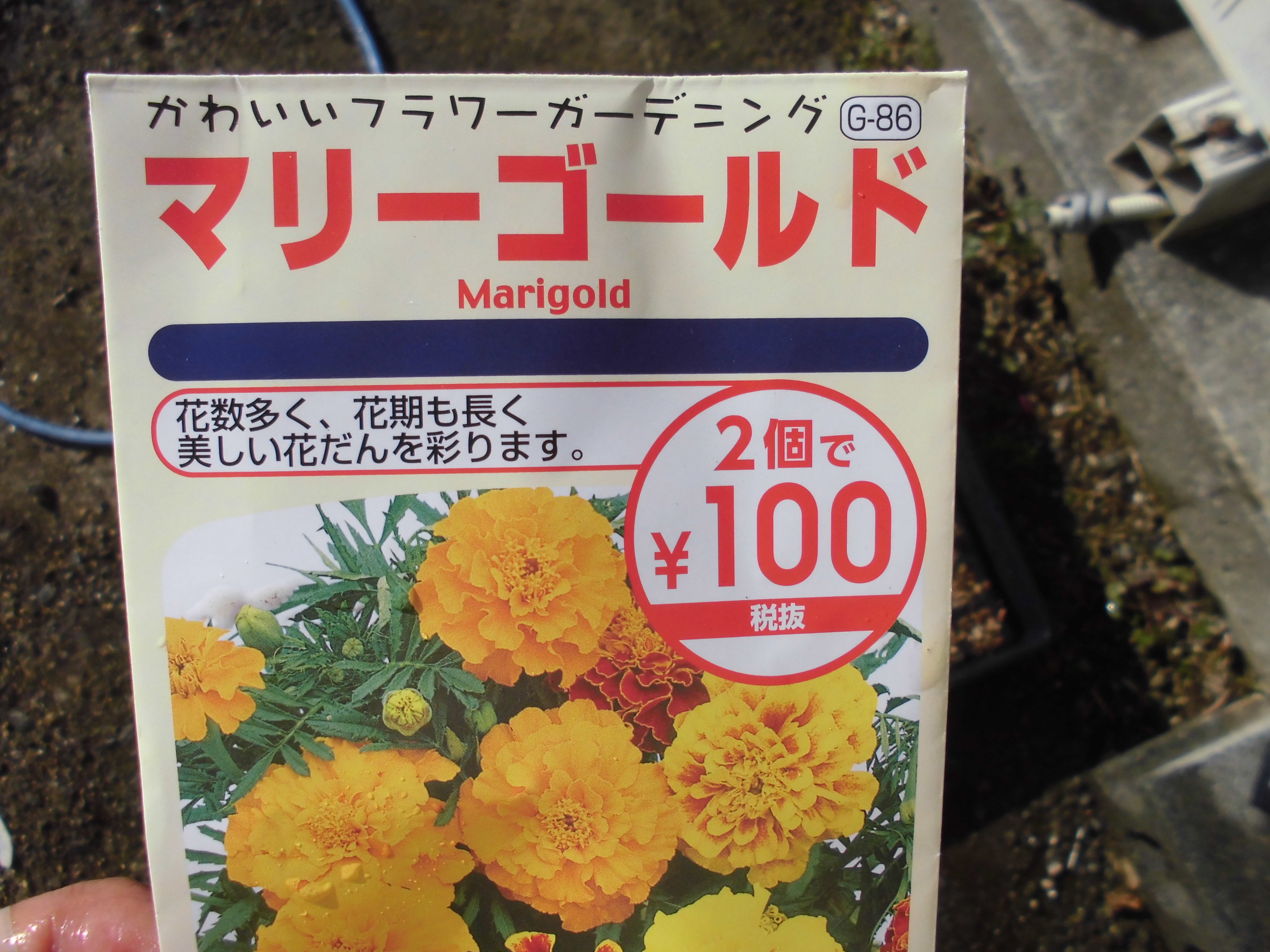 うさ 5 12 キュウリ前のマリーゴールドが一番育ちが良いのですが １株花が咲きそうです ٩ ๑ ᴗ ๑ ۶ ﾔｯﾀ T Co 2zdsmvwvns Twitter
