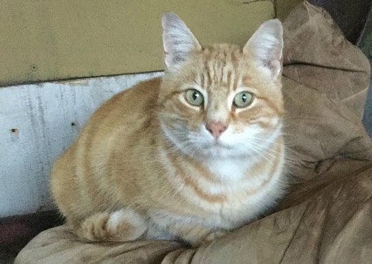 aponyhour's tweet photo. Any #ponyhour followers like to share a photograph of their barn cat this #Caturday we'd love to meet your #catsofTwitter
Here's our Gingee, once a stray now a #barncat who loves to sleep on a pile of old rugs. https://t.co/K0HUF7fZM1