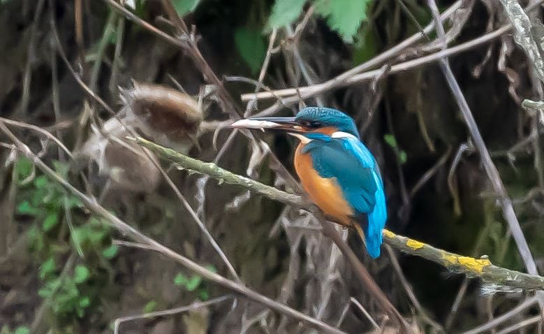 scmediauk's tweet photo. Great opportunity to catch this spectacular little king of the fishers at ⁦@WWTSlimbridge⁩ yesterday ⁦@slimbridge_wild⁩ https://t.co/AqAQLucUhp